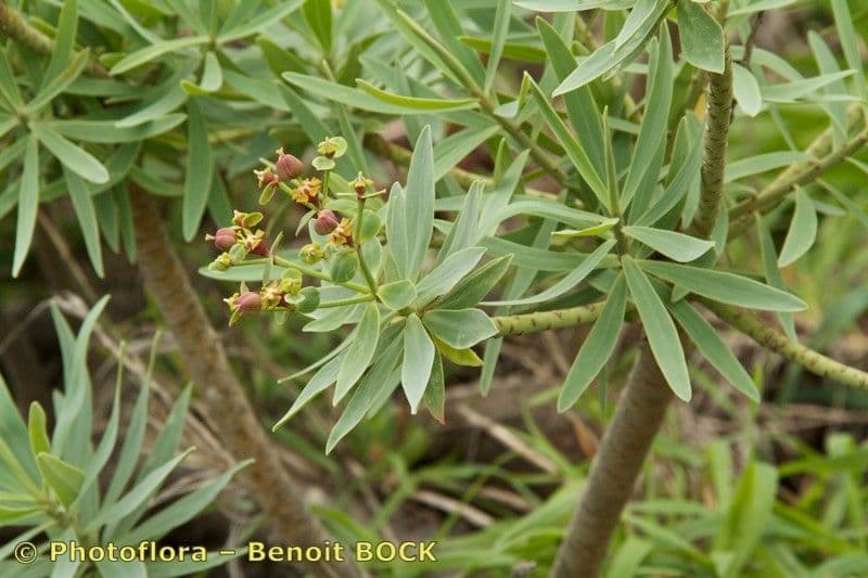 Rybí pryšec 8