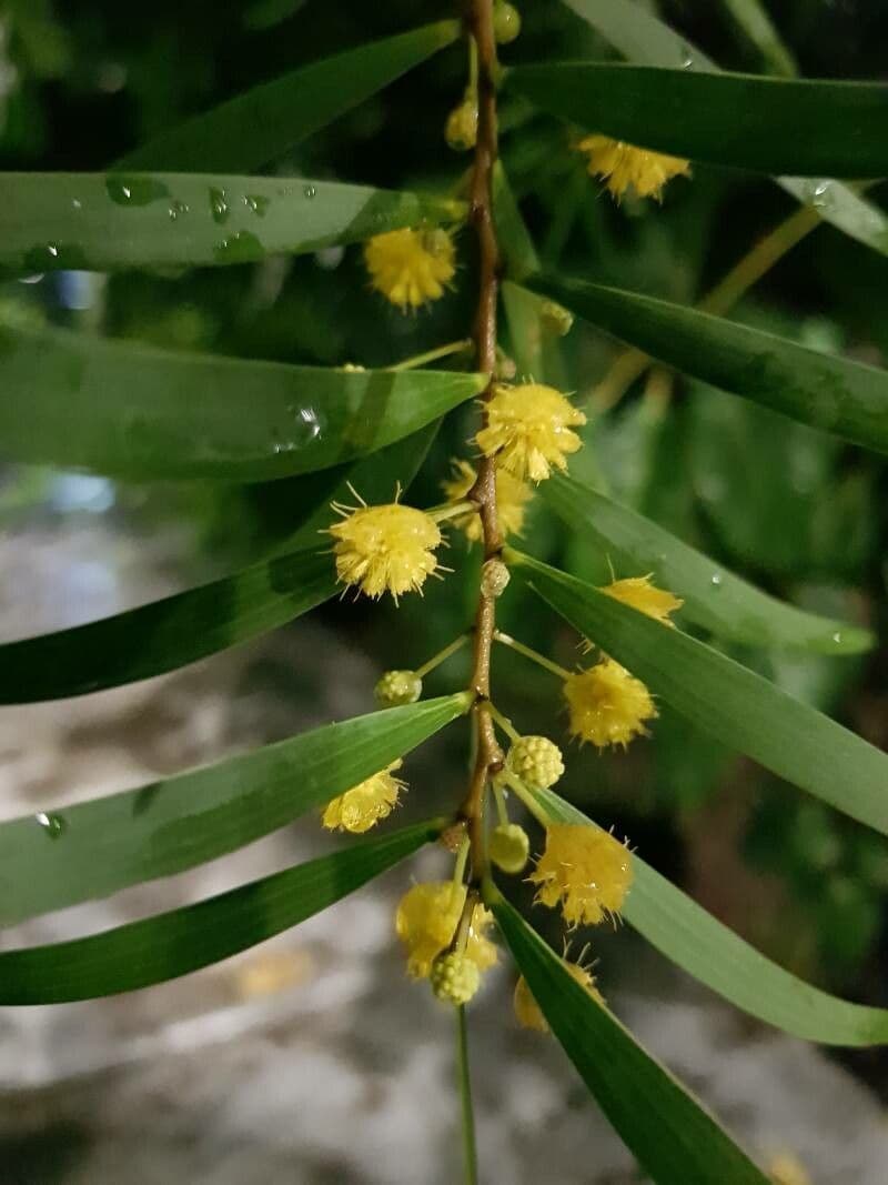Acacia 3