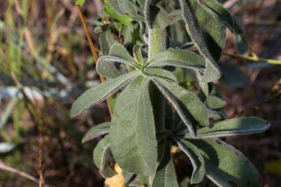 Silene 6
