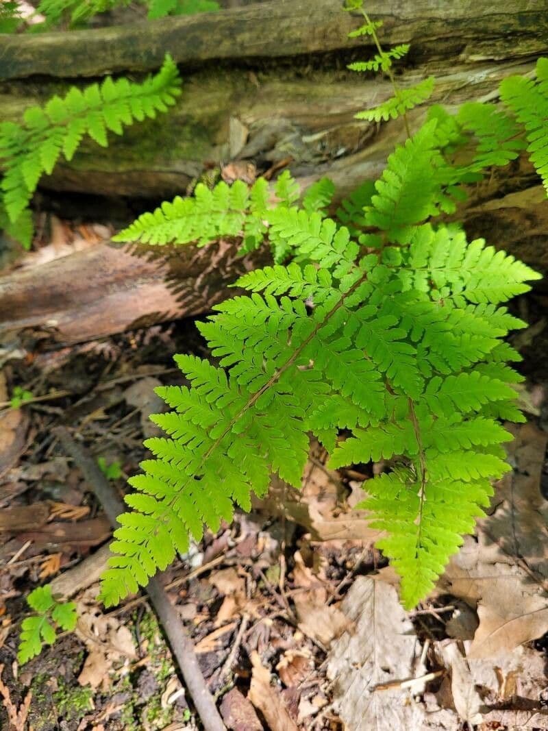 Cystopteris bulbifera 8