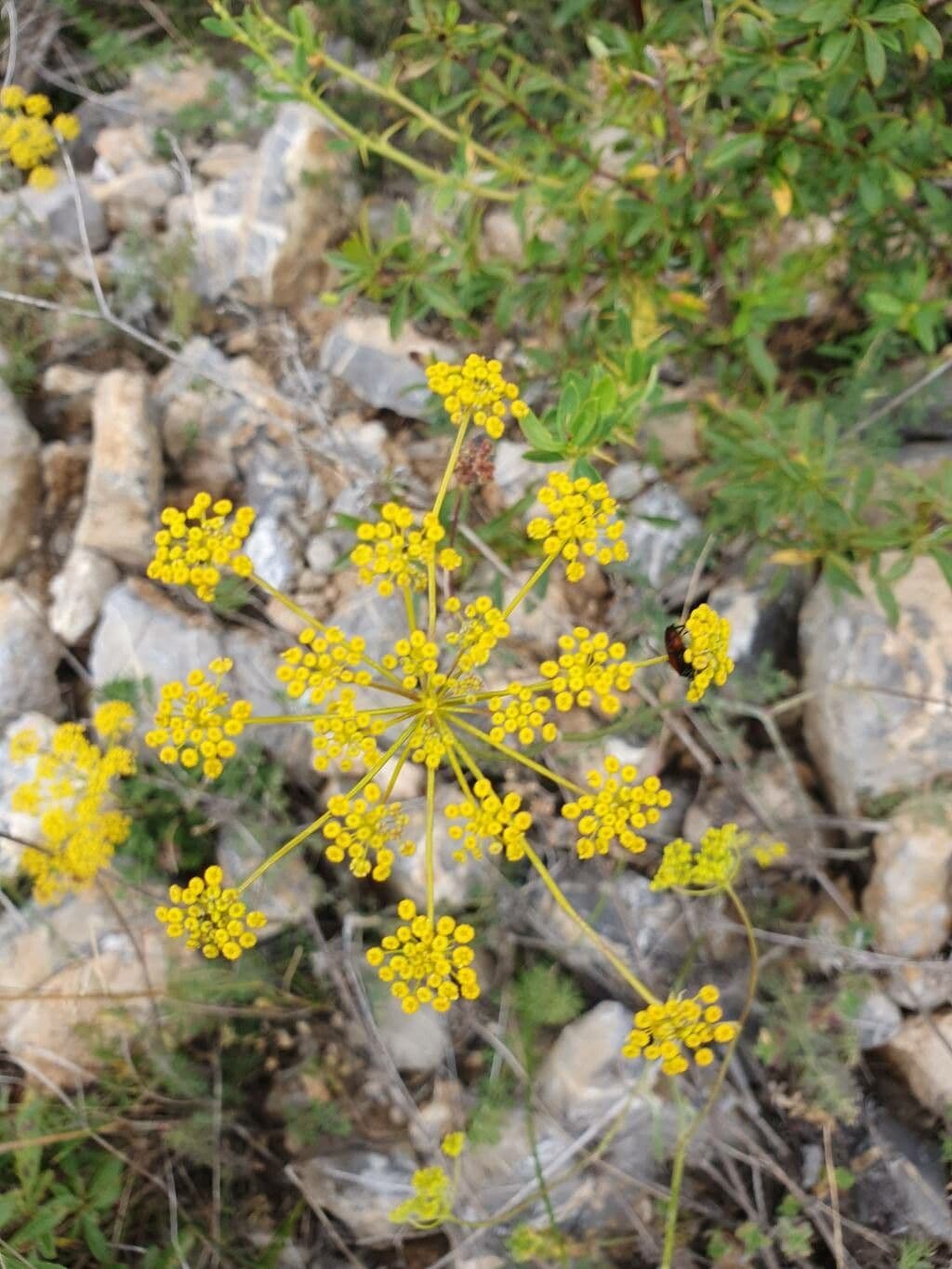 Saatfenchel 5