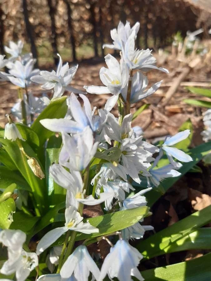 Scilla