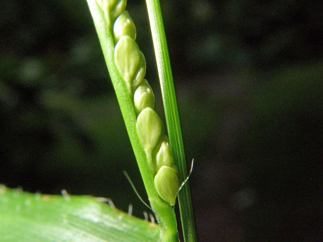 Decumbent crowngrass 7