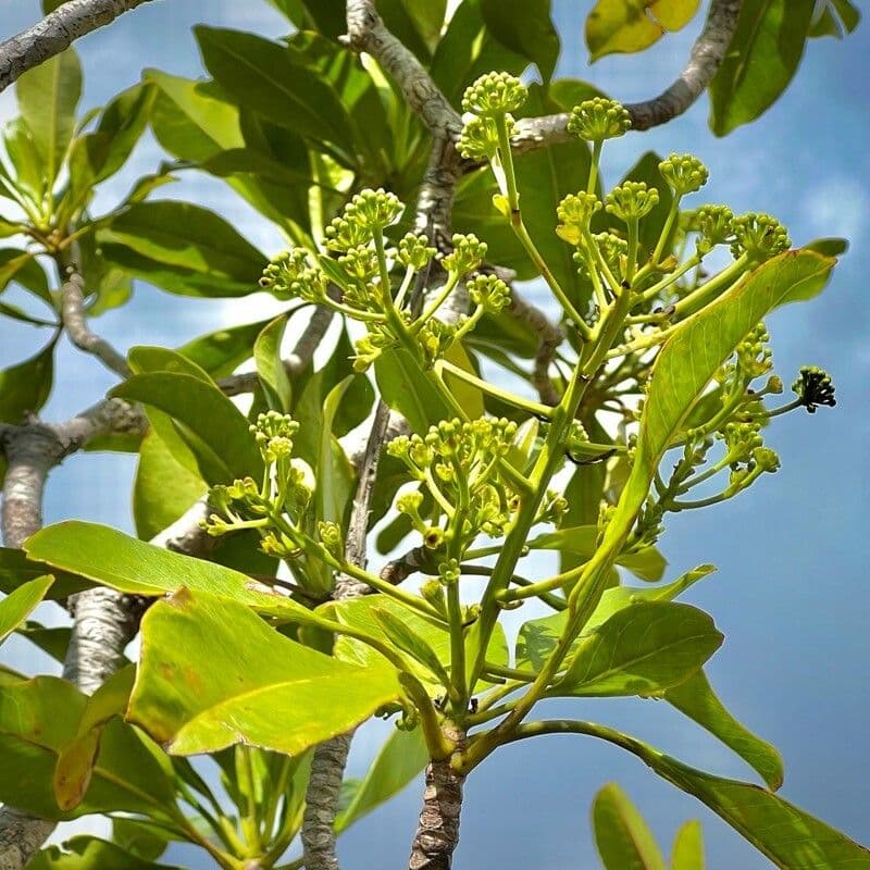 Myodocarpus 2