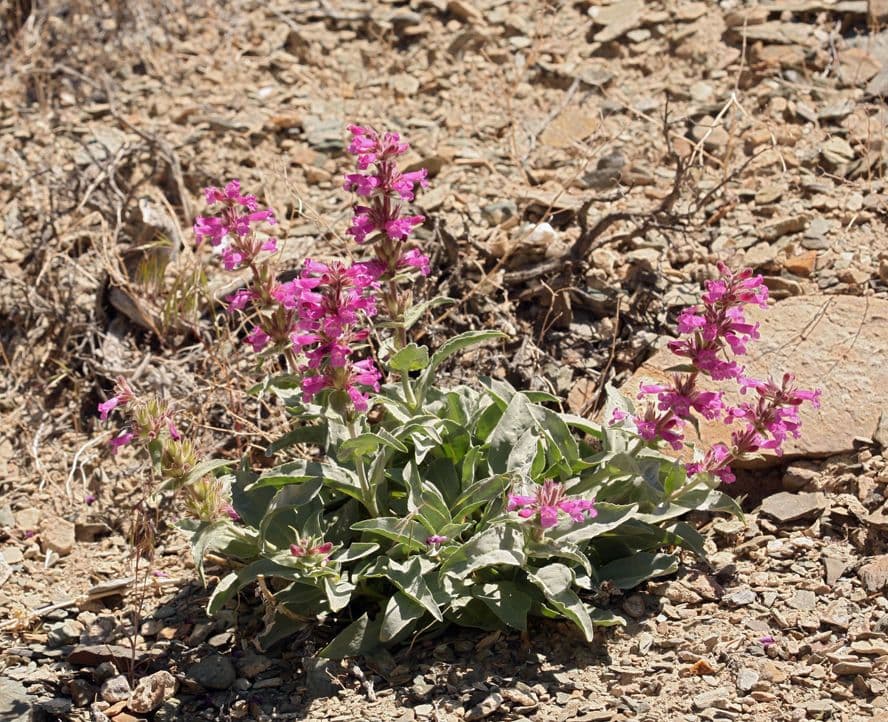 Penstemon 6