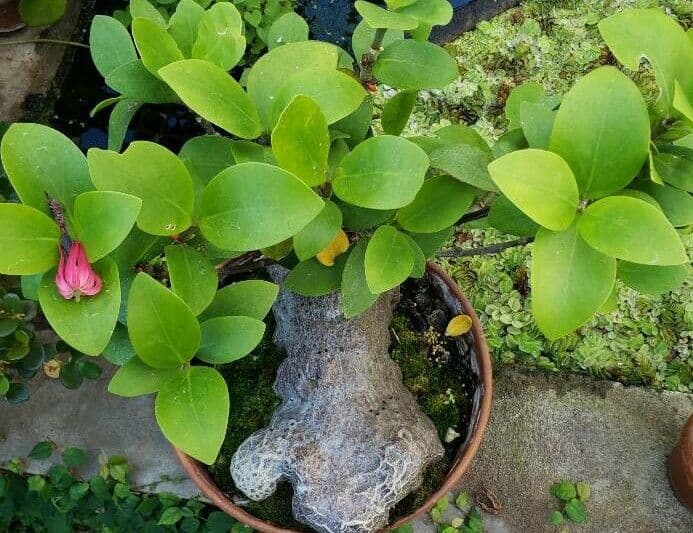 Hydnophytum 2