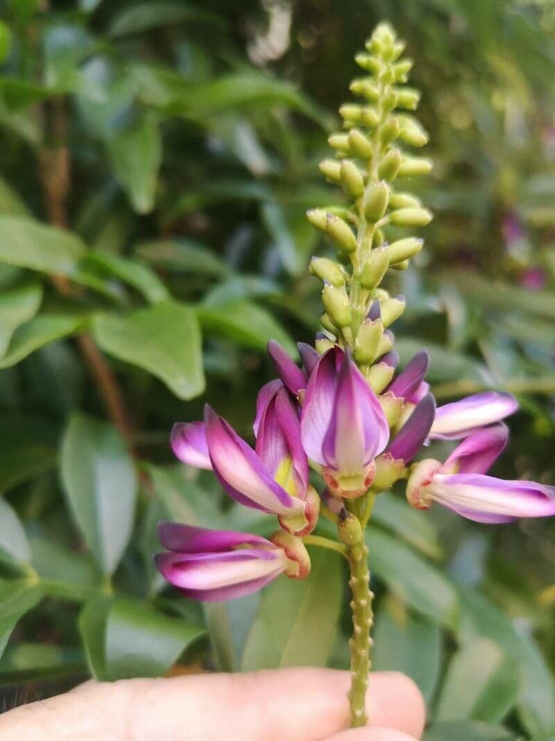 Wisteriopsis 5