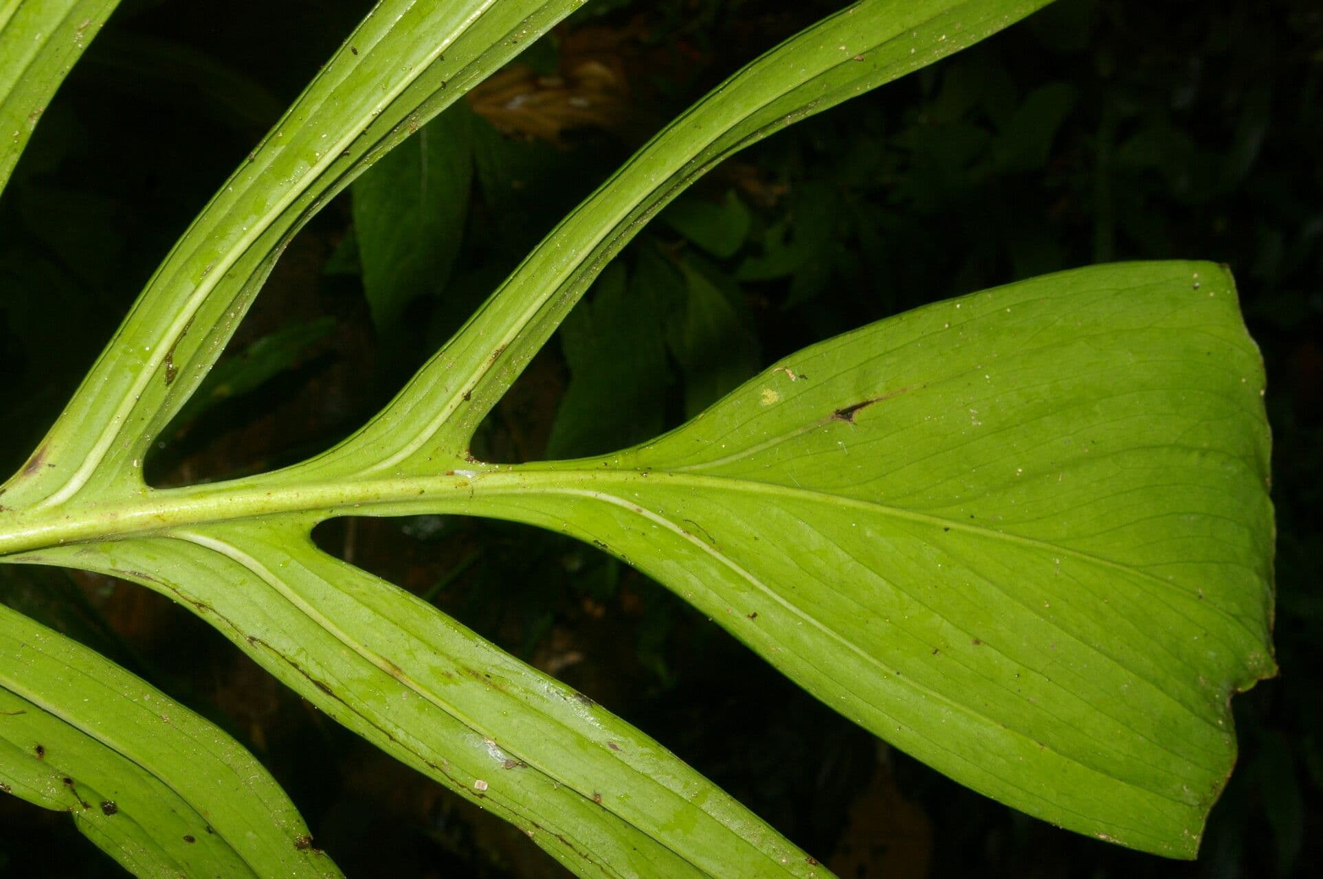 Monstera 4