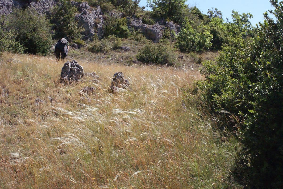 Estipa 11