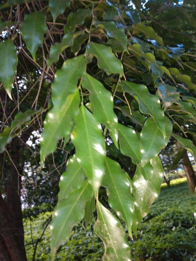 Geissospermum liscio 7