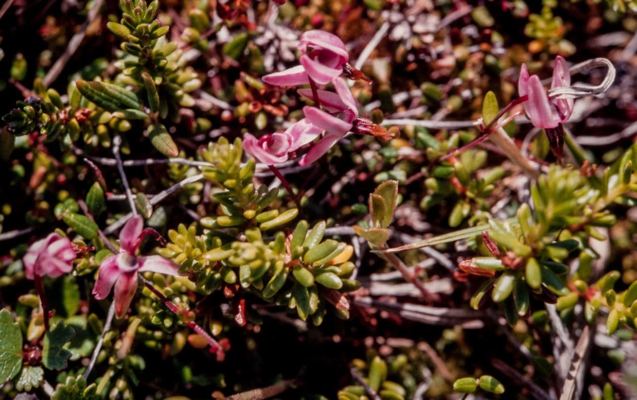Vaccinium microcarpum 6
