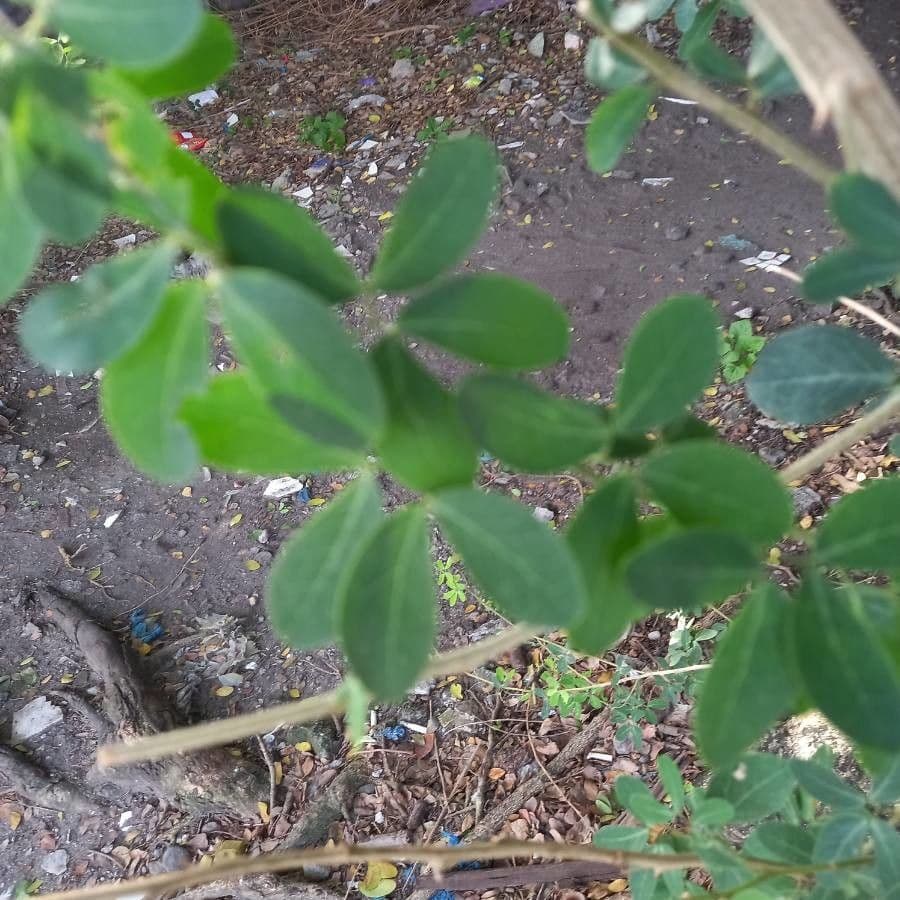 Tamarindo dolce 20