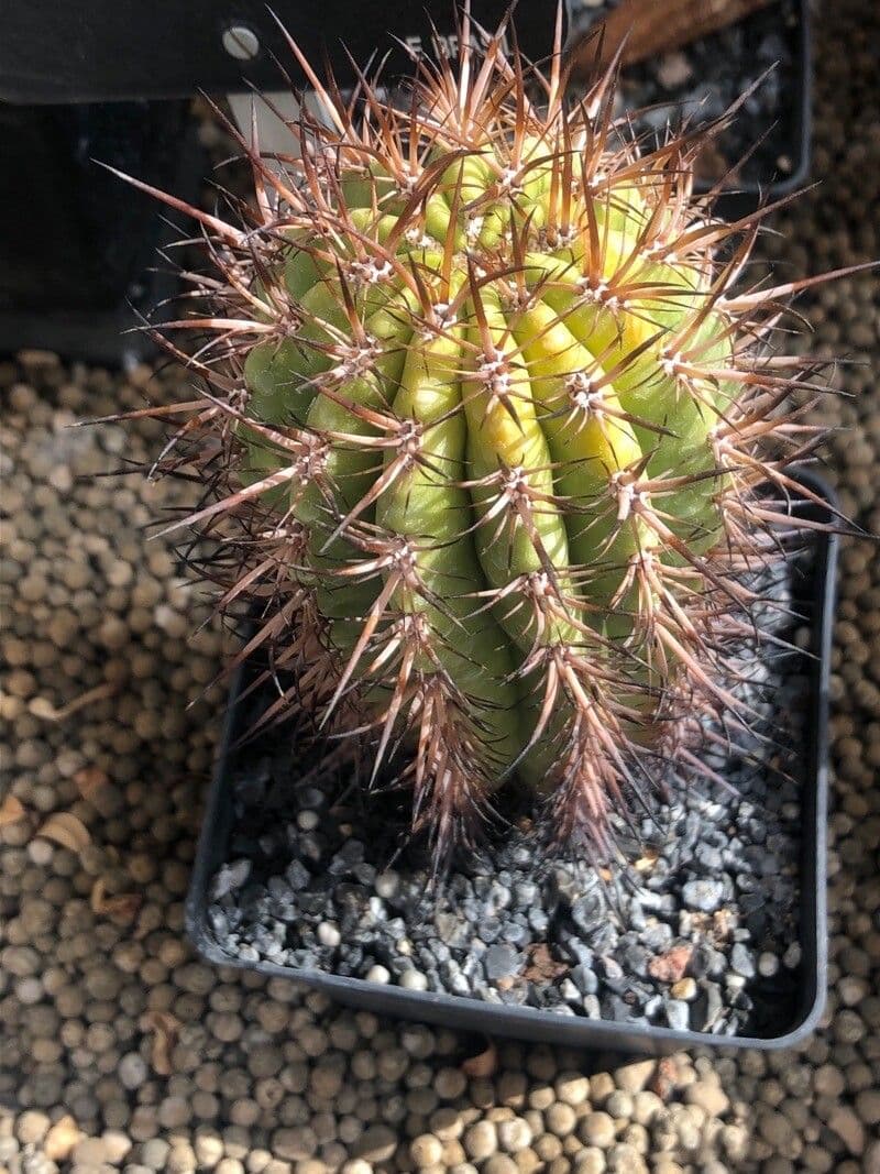 Coleocephalocereus 2