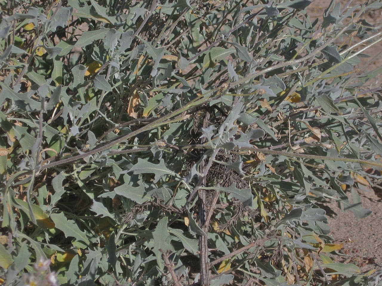Nerisyrenia 2