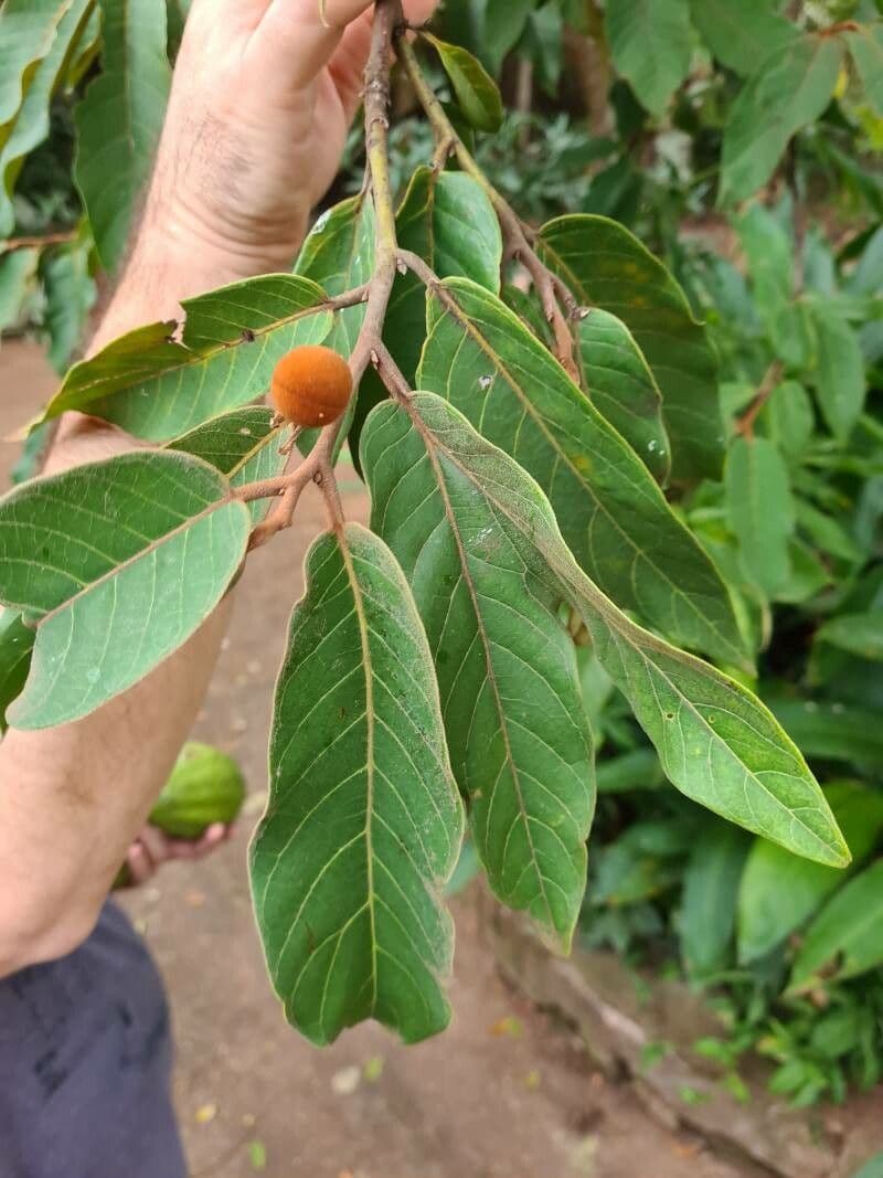 Virola sebifera 5