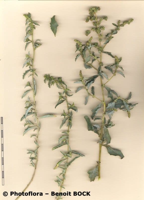 Atriplex suberecta 6