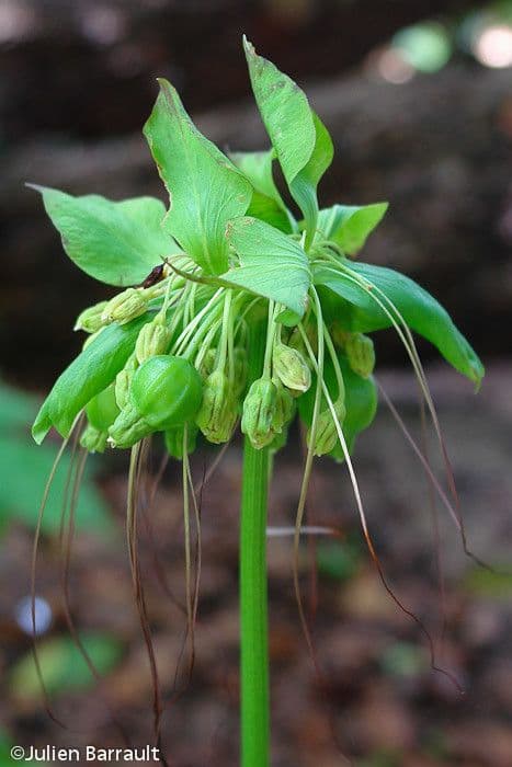 Východoindický arrowroot 6