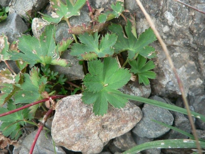 Alchemilla fissa 15