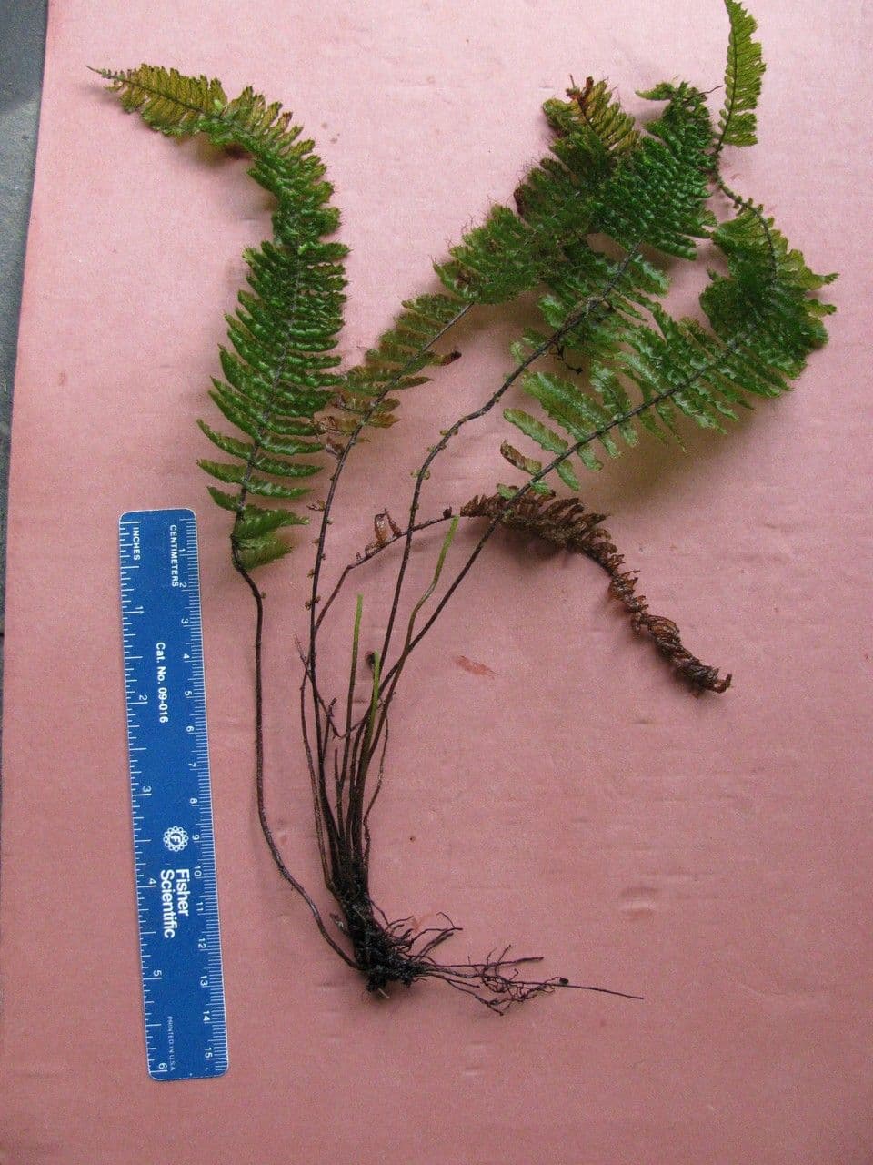 Trichomanes 12
