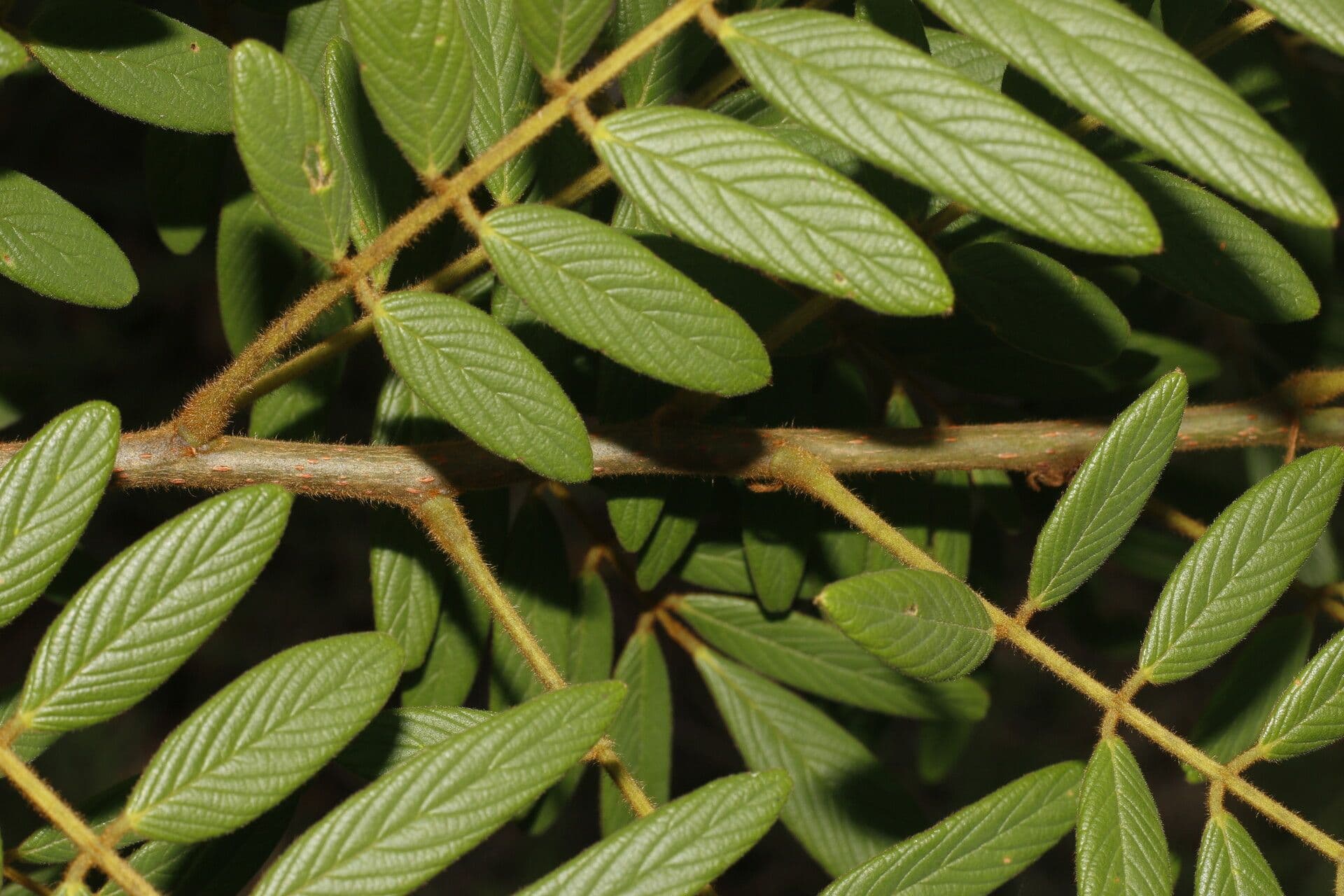 Lonchocarpus 17