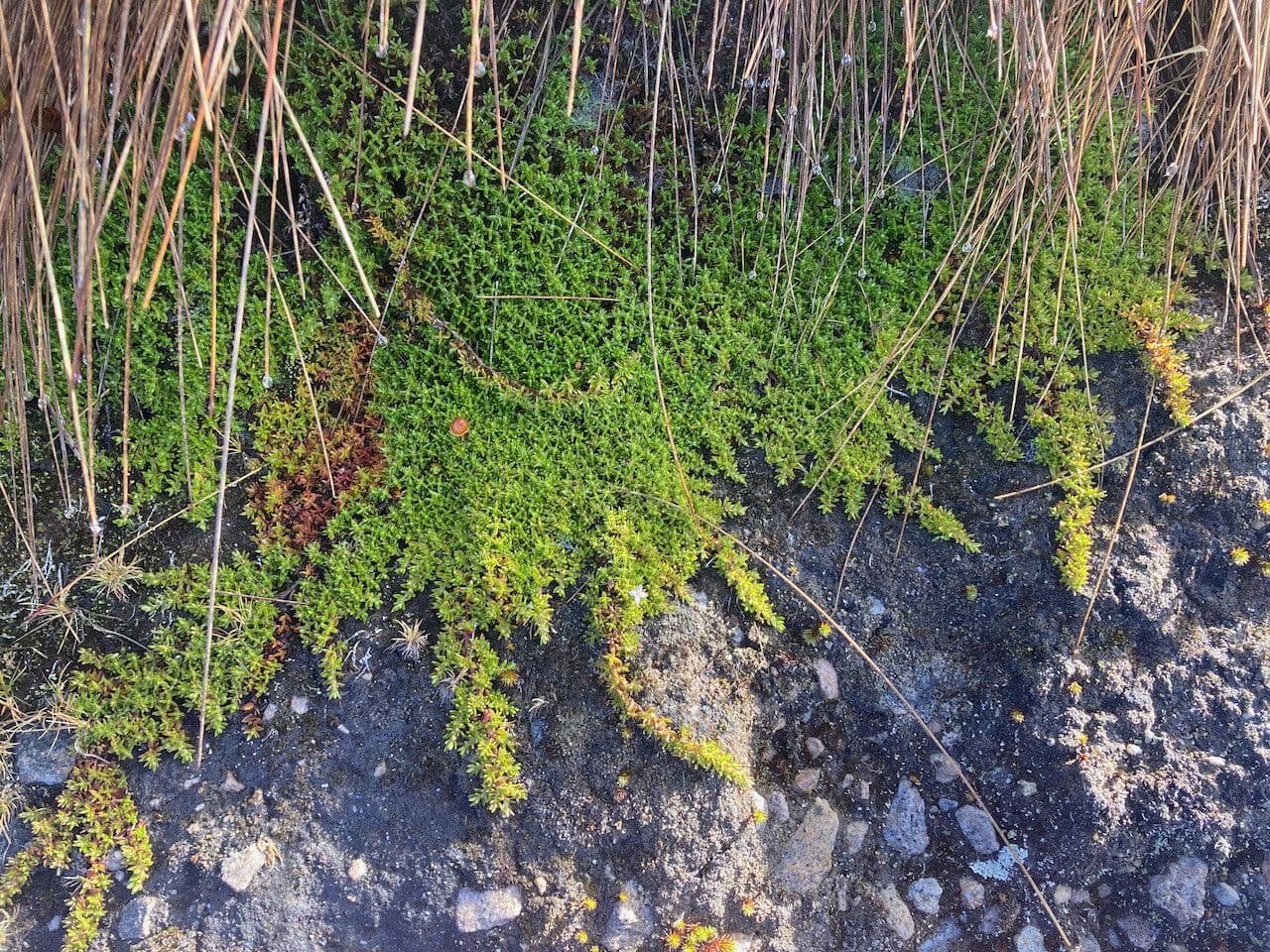 Arcytophyllum muticum 7