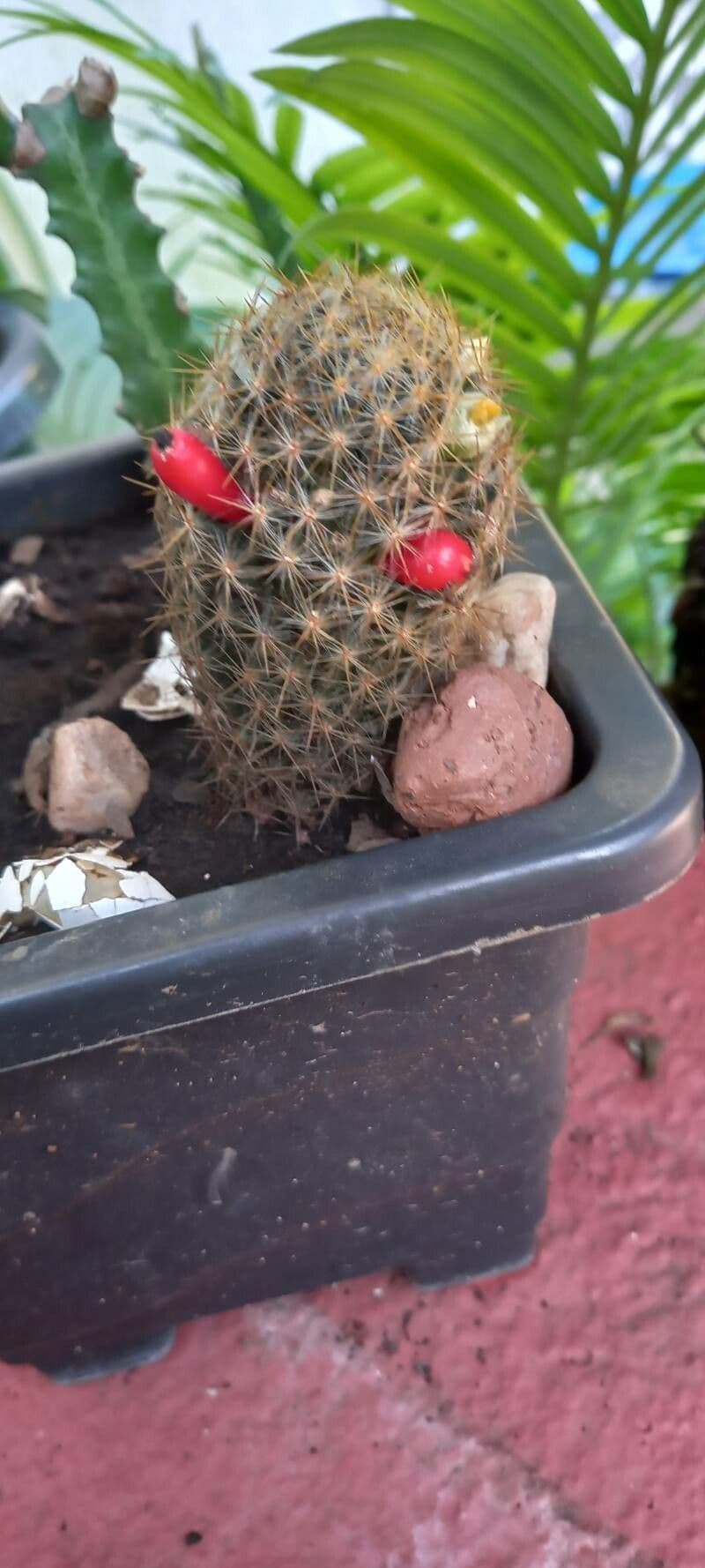Cactus proliferante 28