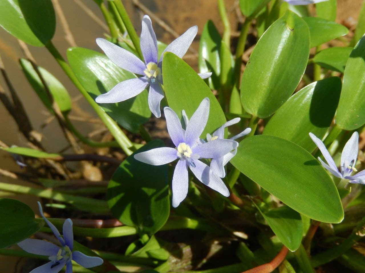 Blauer Schlammpflanze 7