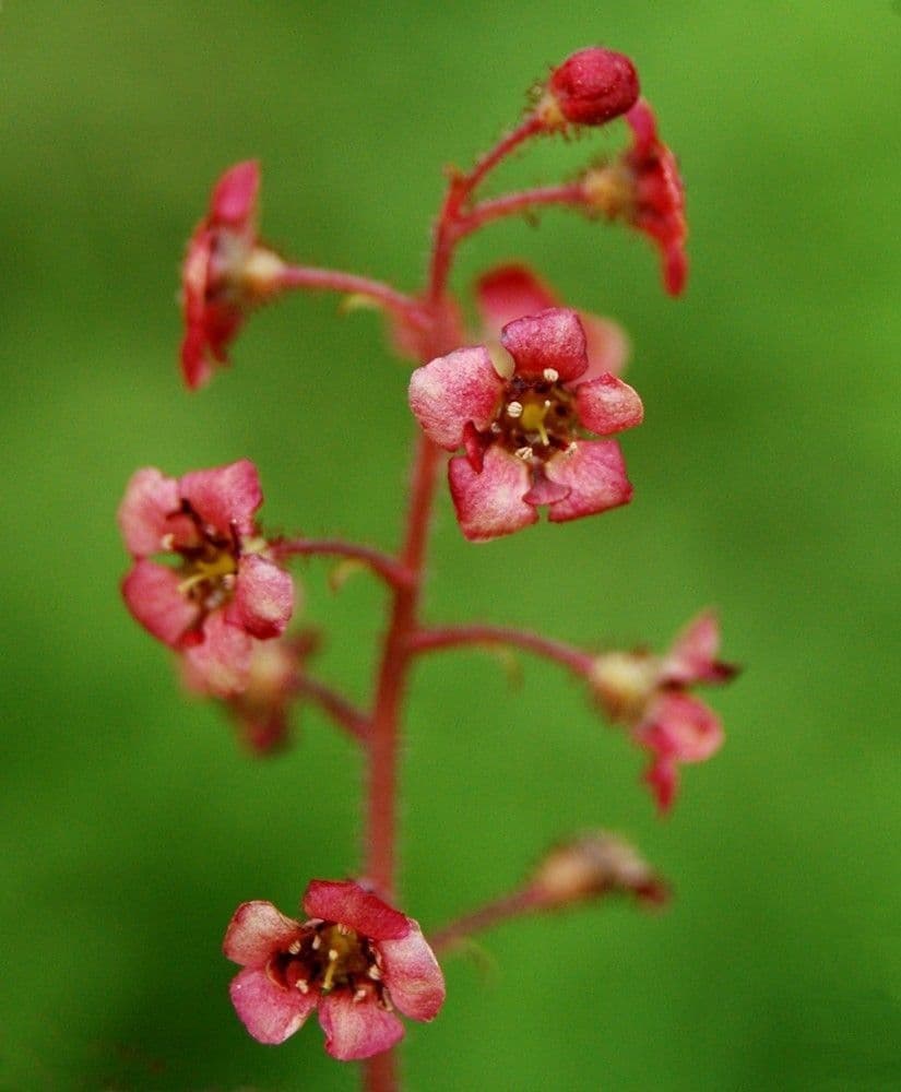 Ribes a fiore sparso
