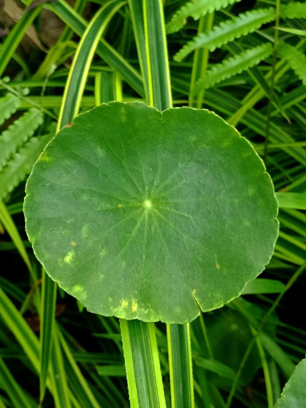 Hierba de San Guillermo 13