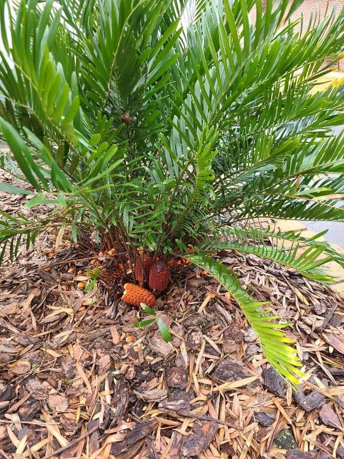 Zamia 2