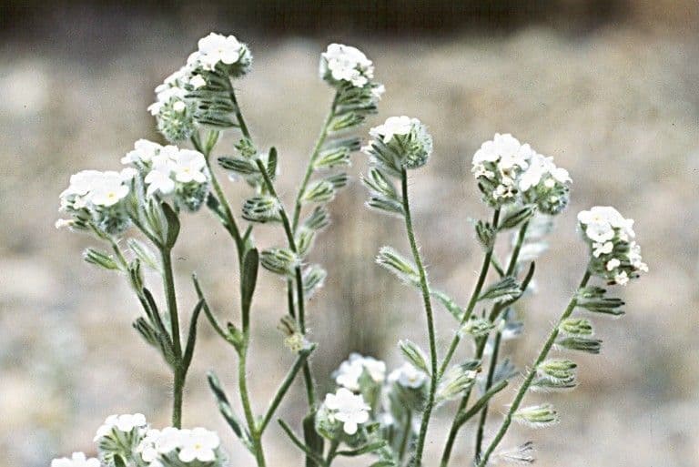 Cryptantha 2