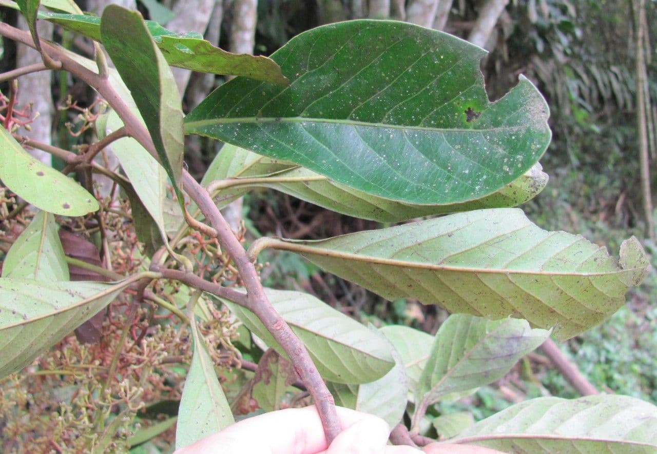 Ocotea insulare 13
