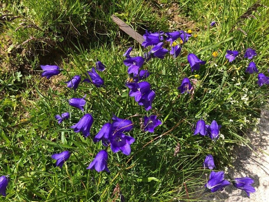 Campanula di Scheuchzer 13