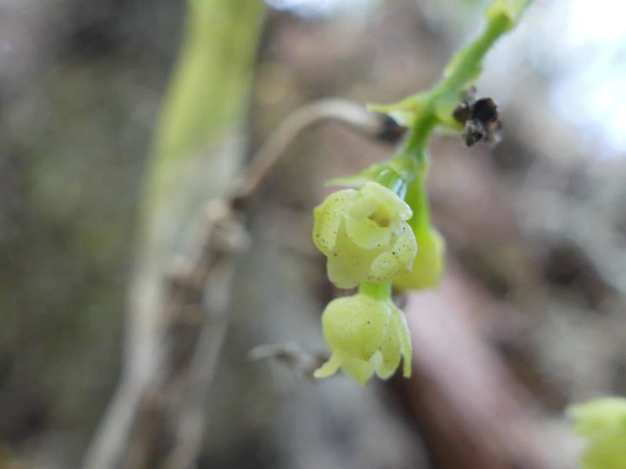 Polystachya 6