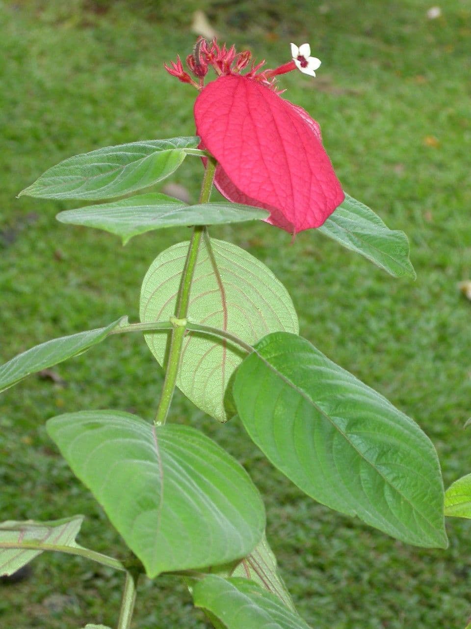 Mussaenda erythrophylla 7