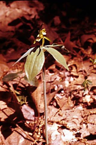 Storczyca mentejska 8