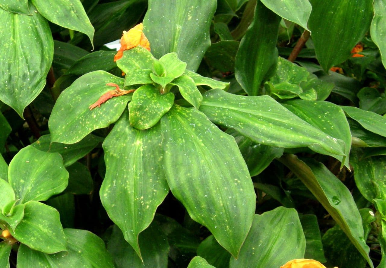 Chamaecostus 8