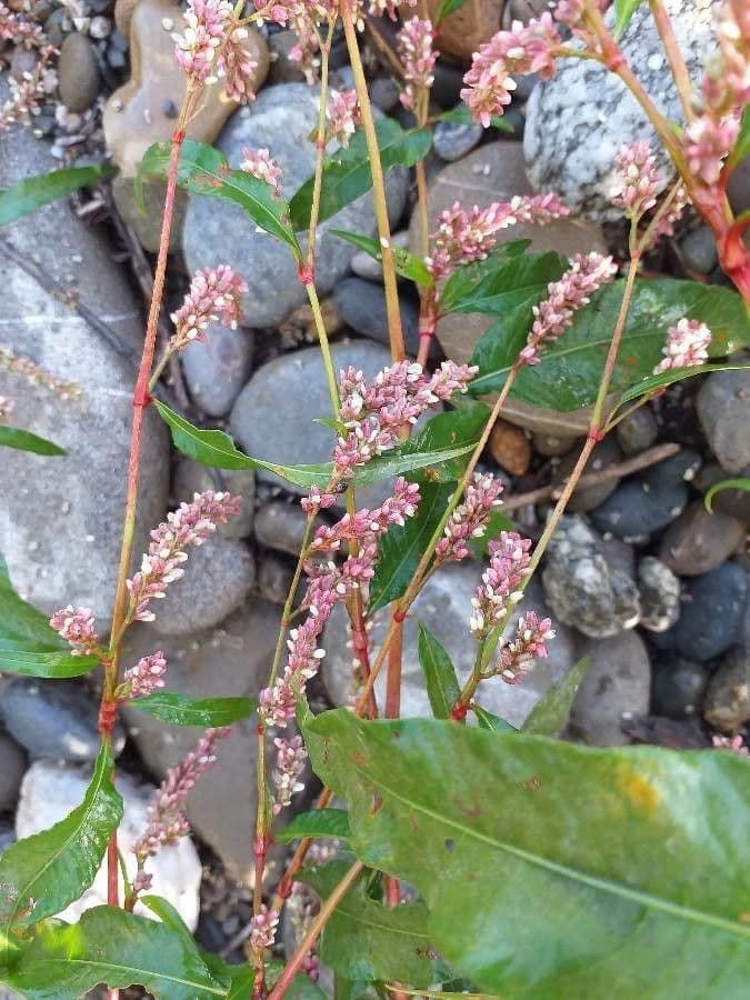 Poligono persicaria 8