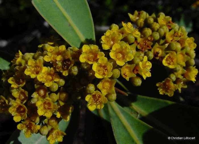 Tristaniopsis 5