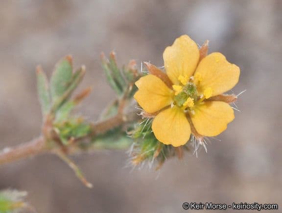 Kleinblütige Kallstroemia
