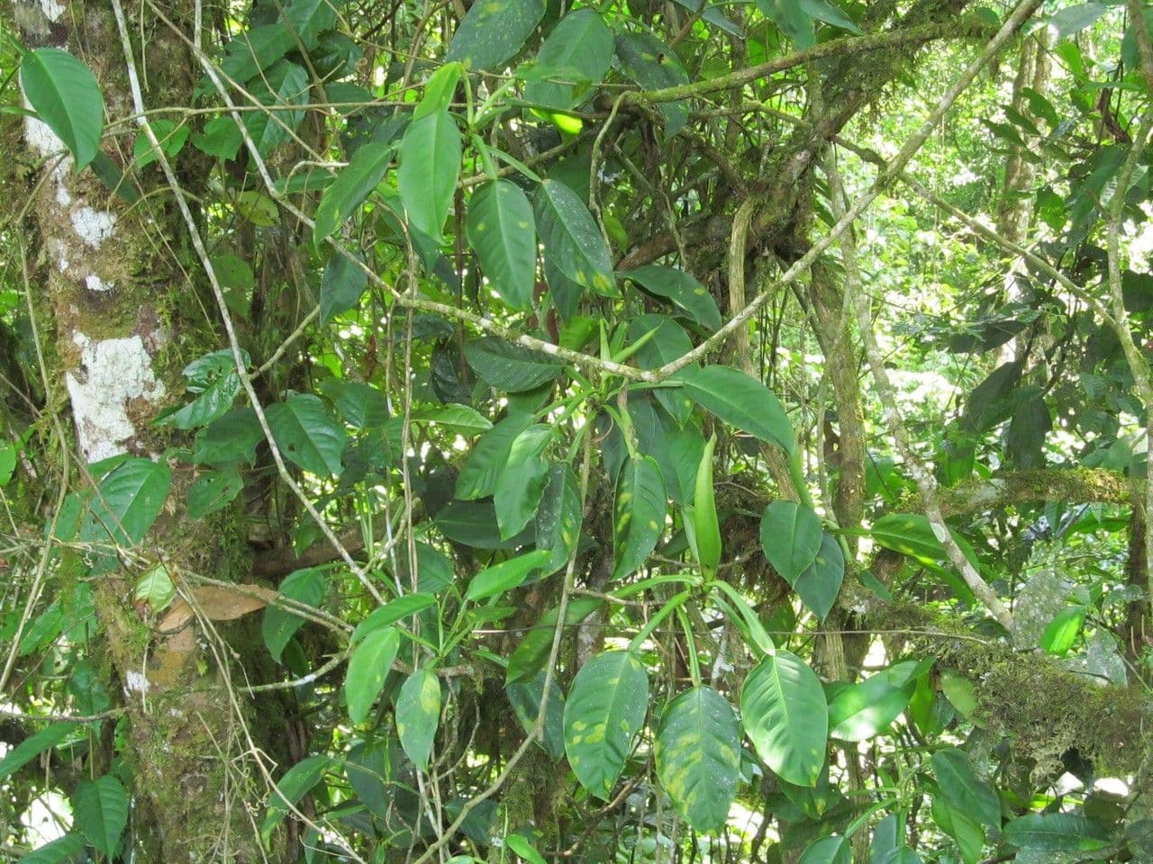 Filodendro 8