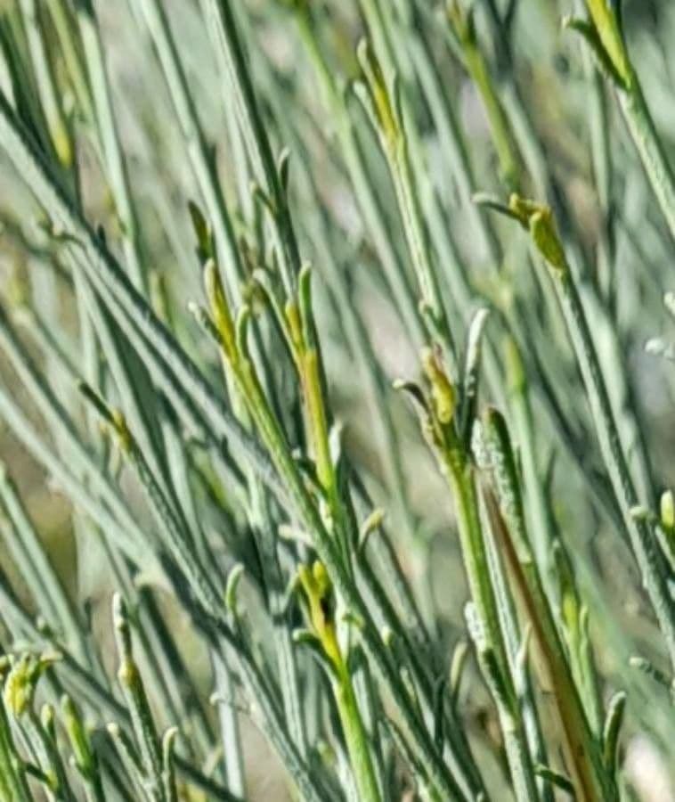 Baccharis 2