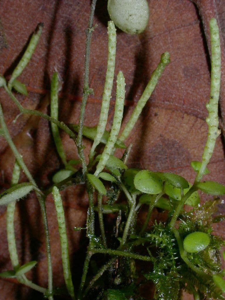 Peperomia 19