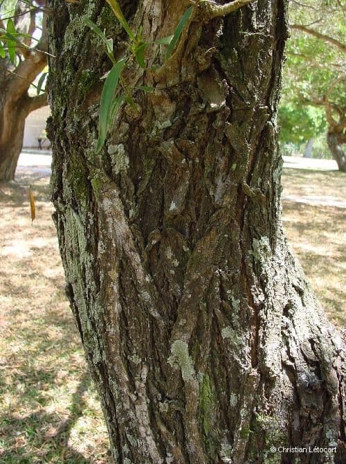 Acacia 23