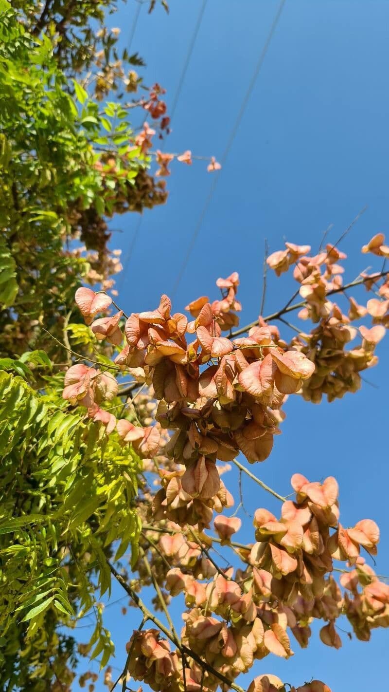 Chinesischer Lackbaum 2