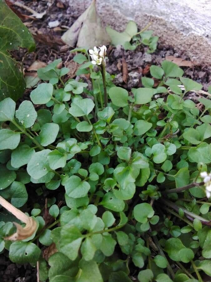 Billeri impatiens 11