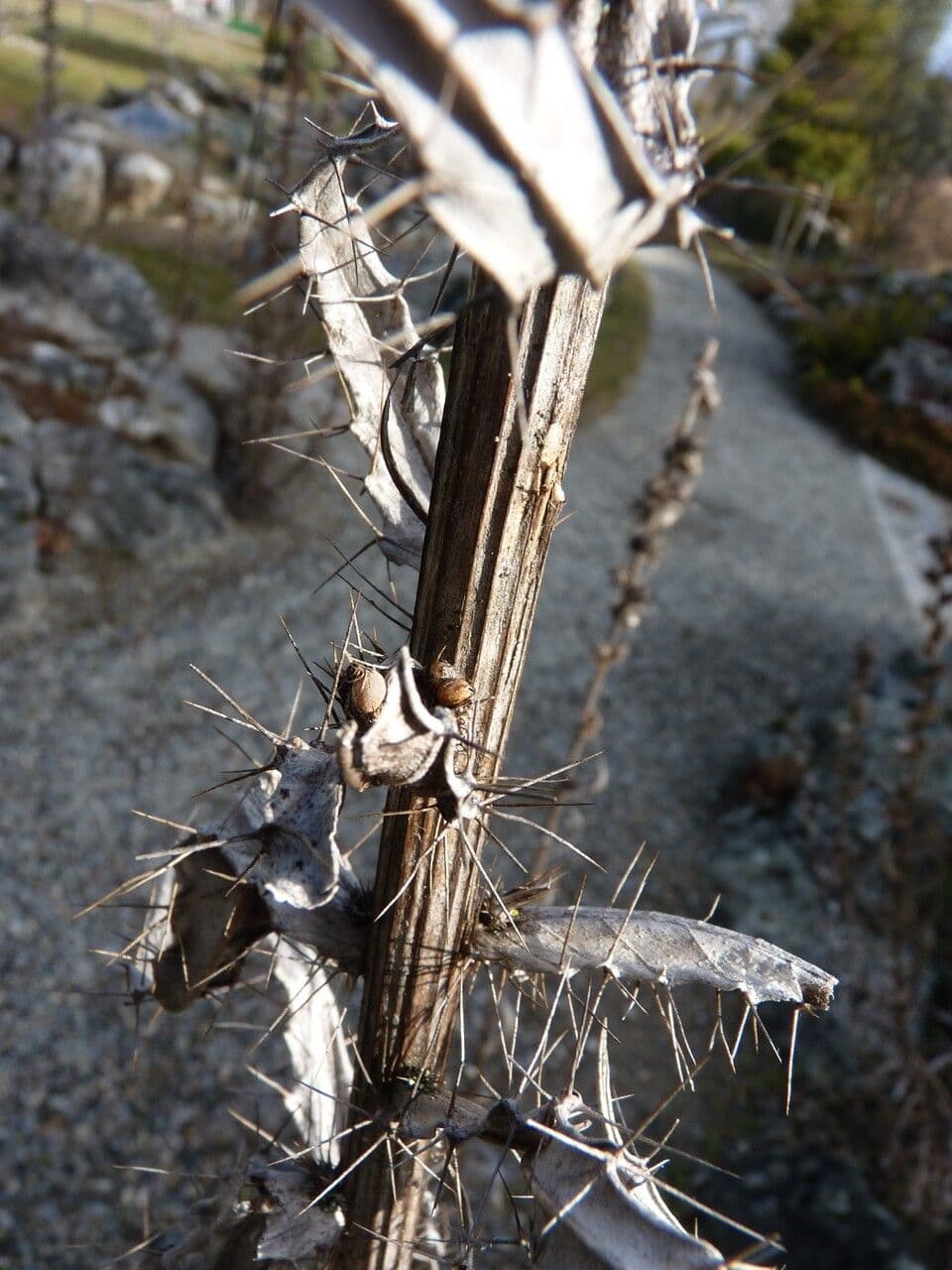 Ptilostemon casabonae 22