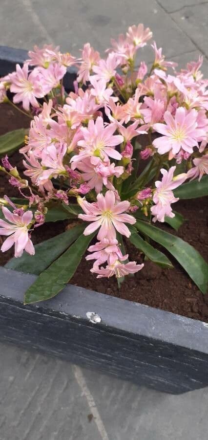 Lewisia a sepali corti 4