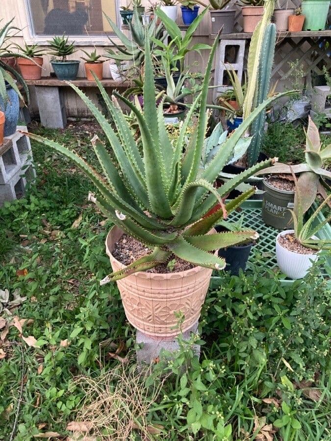 Aloe 4