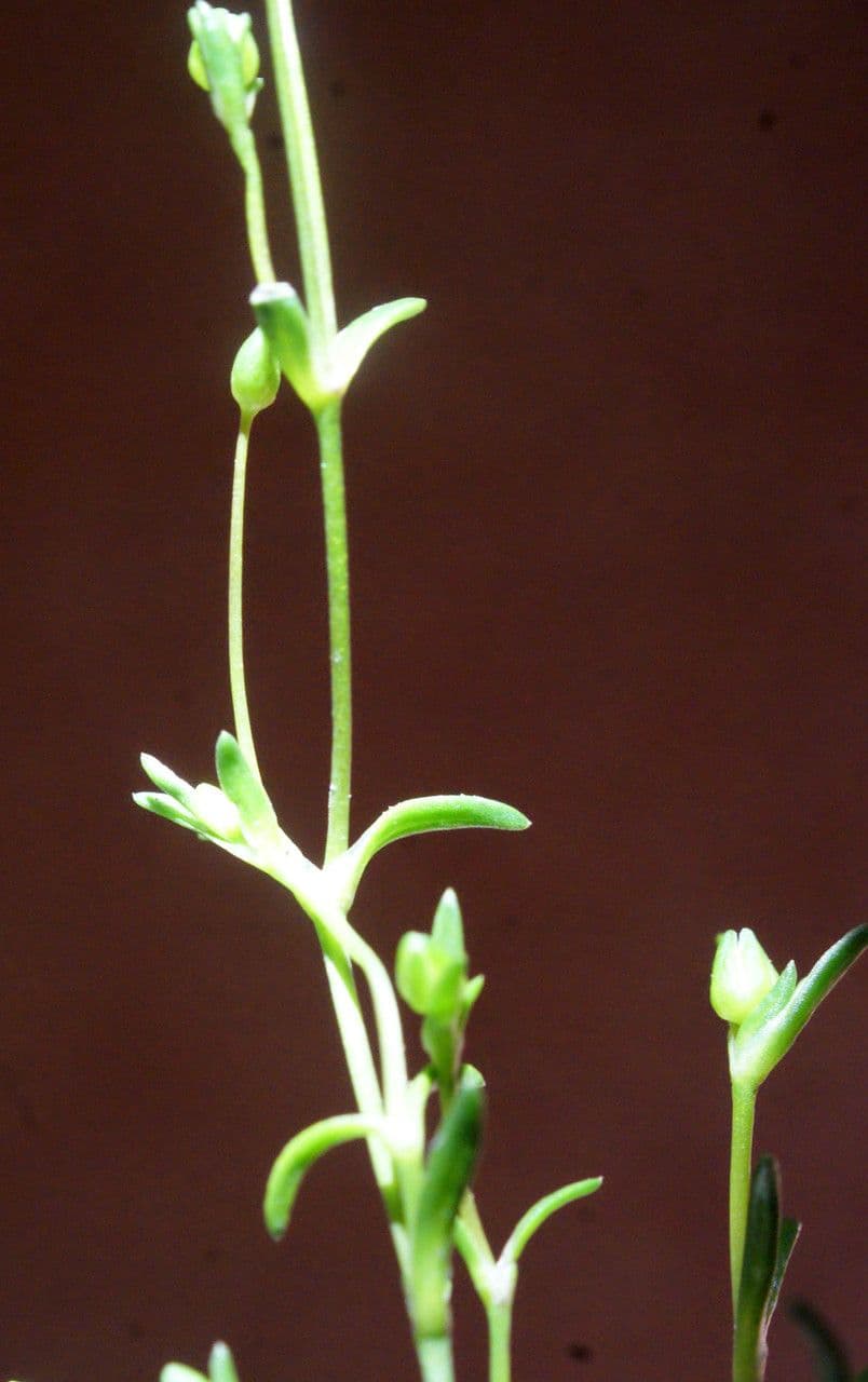 Sagina apetala 28